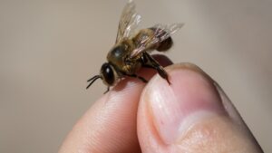 Scopri di più sull'articolo Dal veleno delle api una cura contro il tumore al seno