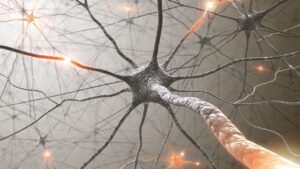 Scopri di più sull'articolo La prima sinapsi artificiale comunica con le cellule