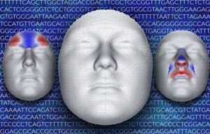 Scopri di più sull'articolo Trovati i geni che disegnano il volto