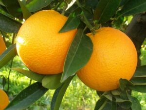 Scopri di più sull'articolo Un arancia al giorno protegge muscoli e ossa degli anziani