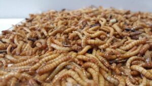 Scopri di più sull'articolo UE: autorizzato come alimento le larve gialle essiccate, note come tarme della farina