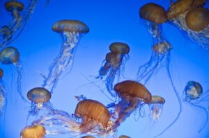Scopri di più sull'articolo Contatto con medusa: cosa fare e cosa non fare